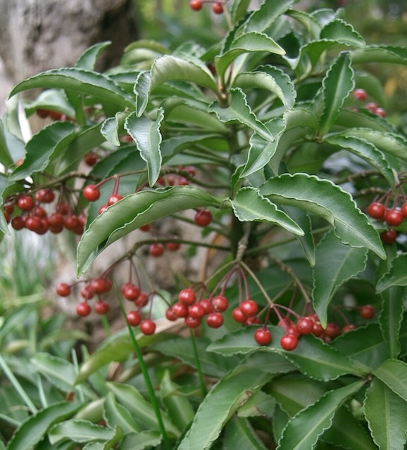 백량금, Ardisia crenata