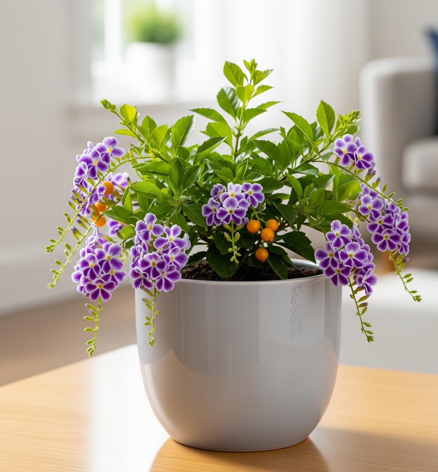 듀란타, duranta repens