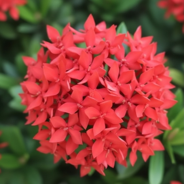 익소라, Ixora chinensis