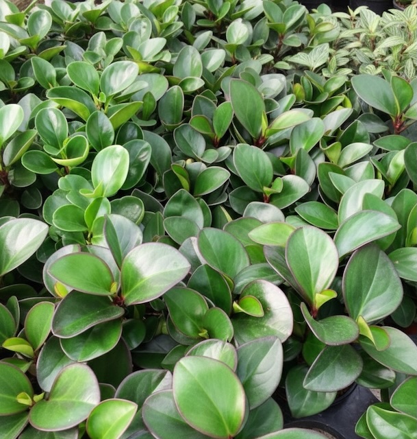 페페로미아 클루시폴리아, Peperomia clusiifolia