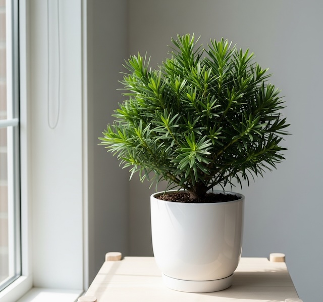 나한송, Podocarpus_macrophyllus