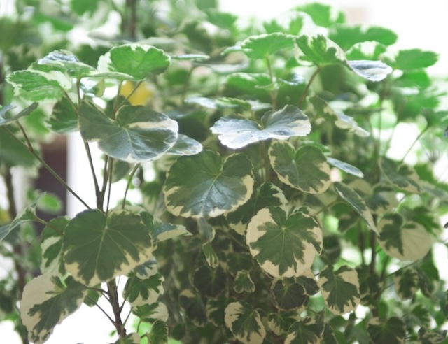 아랄리아, Polyscias balfouriana