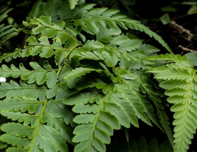 루모라고사리, Rumohra adiantiformis