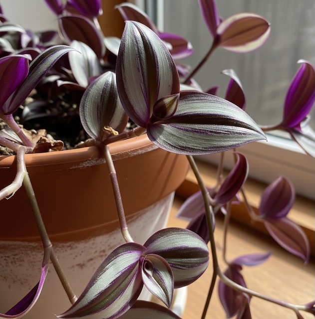 제브리나 펜타피토라, Tradescantia zebrina